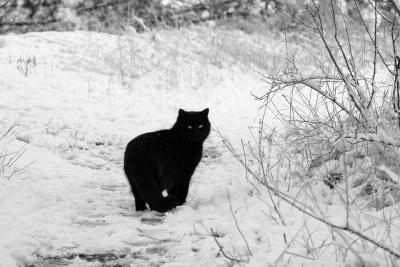 Прикрепленное изображение: IMG_6130_.jpg